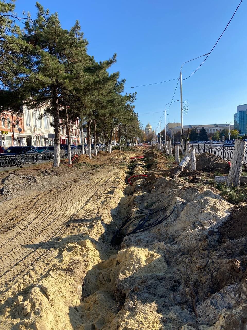 Сосны высадят на центральной аллее Новочеркасска по выбору жителей - фото 1