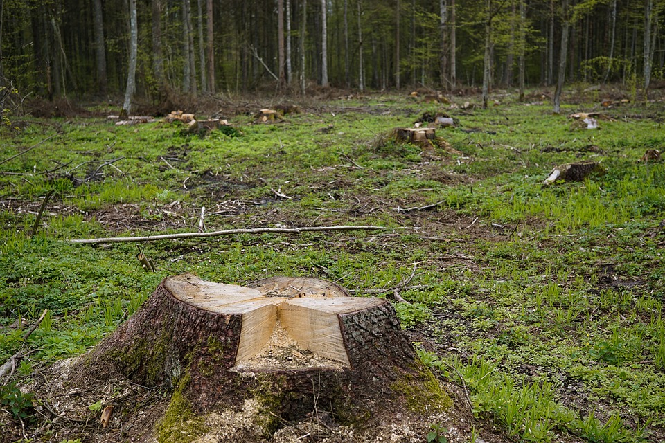 В “Новой Самаре” вырубают деревья для строительства новых домов