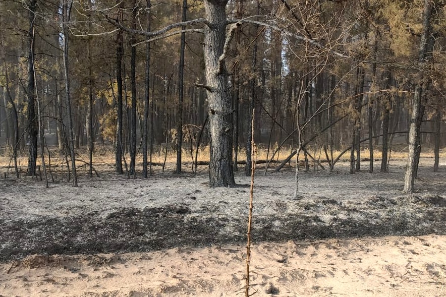 Лесной пожар ликвидирован на площади около 300 га в Верхнедонском районе  - фото 1