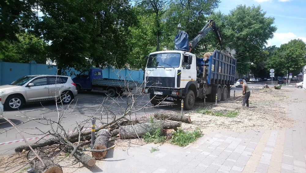В Центральном районе Воронежа вырубают старые деревья